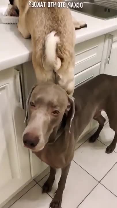 funny videos of dogs cheering