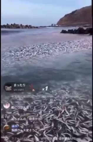 The Japanese broadcast live — a lot of dead fish on the coast of Japan.