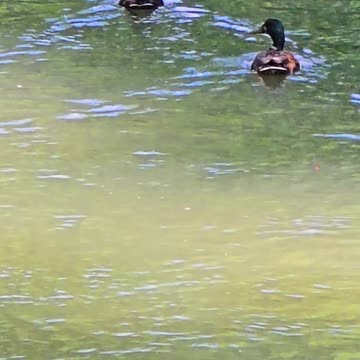 Beautiful ducks in a small river / beautiful water birds in the water.
