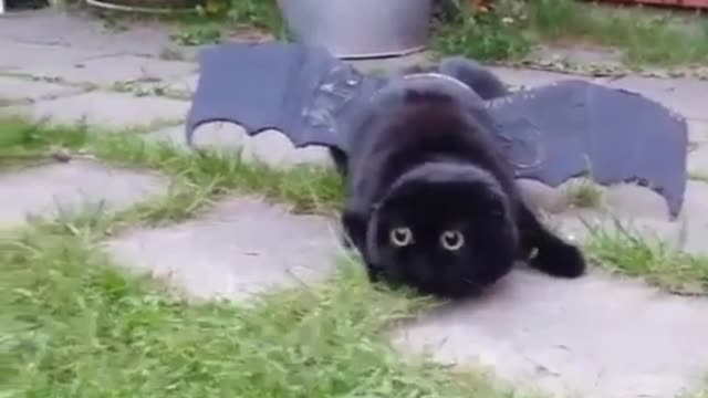 Oh look, it's a bat cat