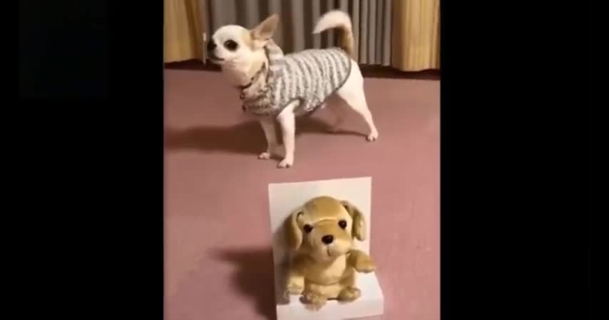 Funny cat and dog videos and Cute .. that that makes you AWW! ❤💕