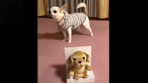 Funny cat and dog videos and Cute .. that that makes you AWW! ❤💕