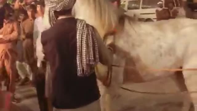 Horse Dancing