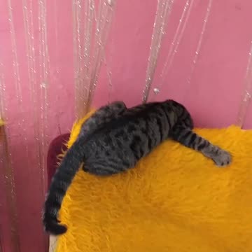 Disko cat part 1 - Nobel in action!