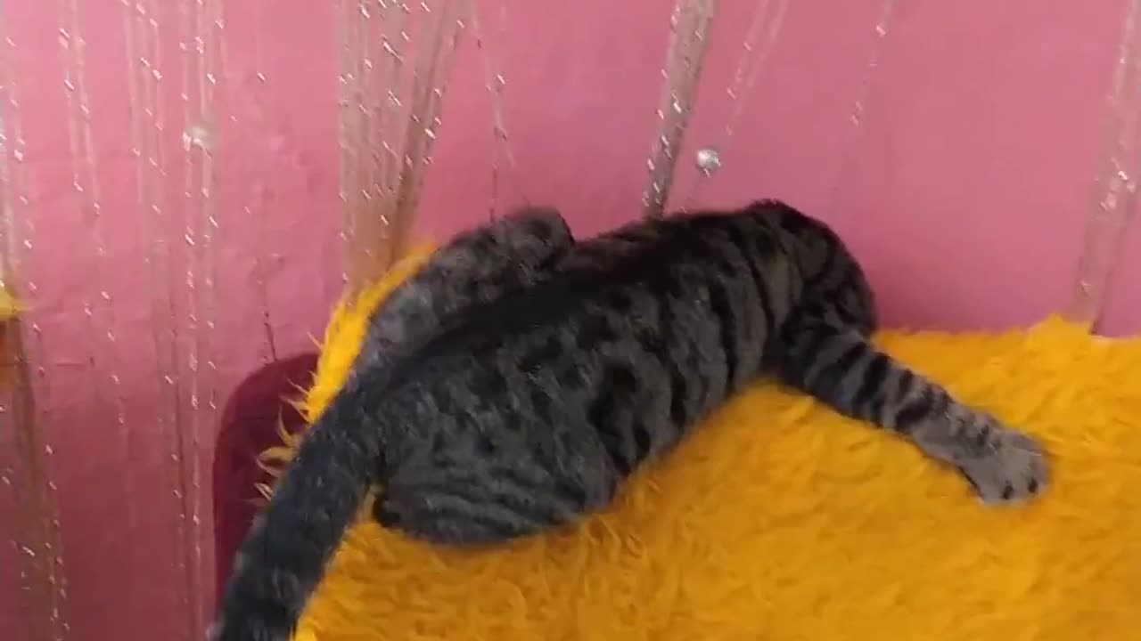Disko cat part 1 - Nobel in action!