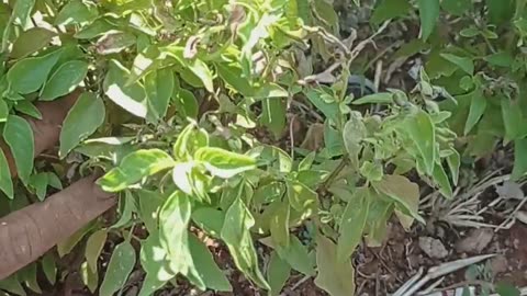 Basil flower plant