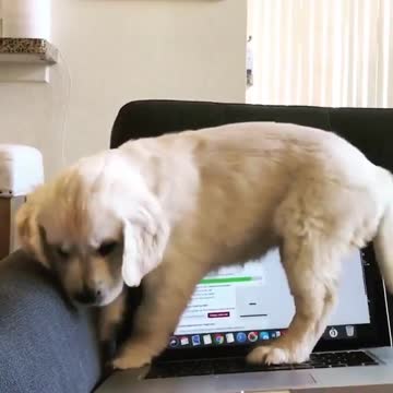 Cute baby animals Videos Compilation cutest moment of the animals - 🐶 Cutest Puppies #6