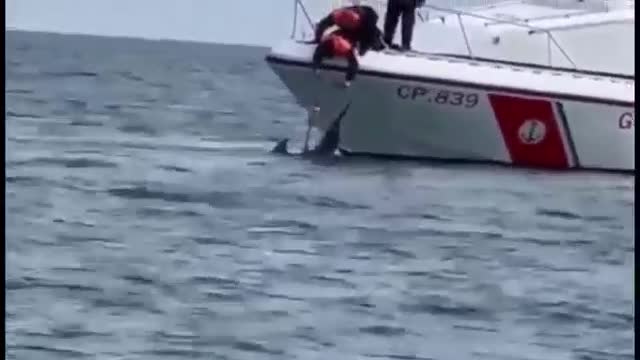 Italian crew calls police after discovering dolphin entangled in fishing net