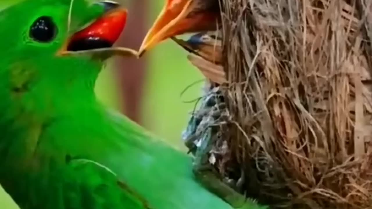 Pet Cats Beautiful Bird And Animal 4K HD Adorable Photography By Nature.