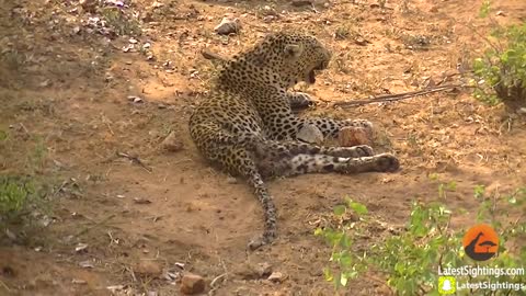 #Old leopard #wildlife #shorts