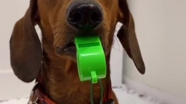 awesome funny dog