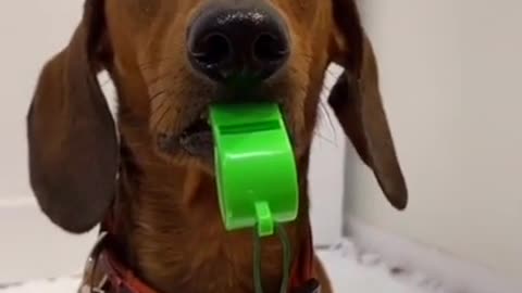 awesome funny dog