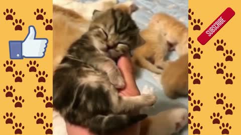 Cute Cat Babies😍 - Cute and Funny Cat Videos1