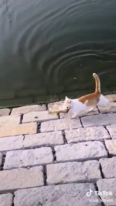 Funny Cat | Cute cat | Funny Animals