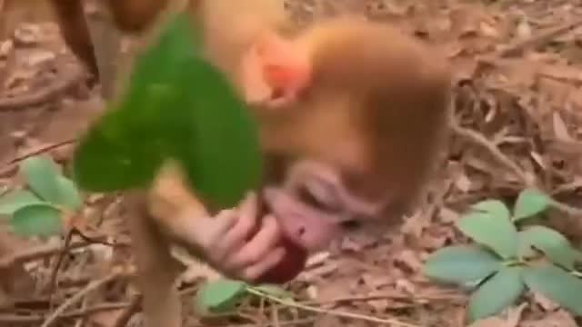 Monkey banana baby monkey beaten by his father