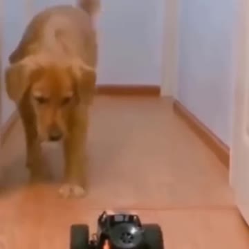 Dog vs Remote control car | Funny videos | Pets Always