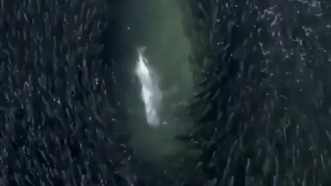 This is a beautiful and charming water-dwelling species