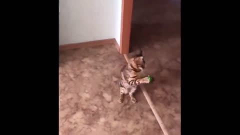 puppy playing with toys