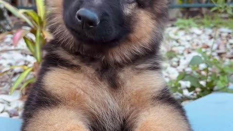 Most 🥰 PuP big paws floppy ears 👂#cute#puppy#paws#dog