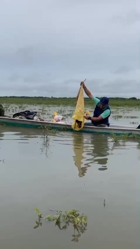 750 babillas fueron liberadas en cuerpos hídricos de Magangué
