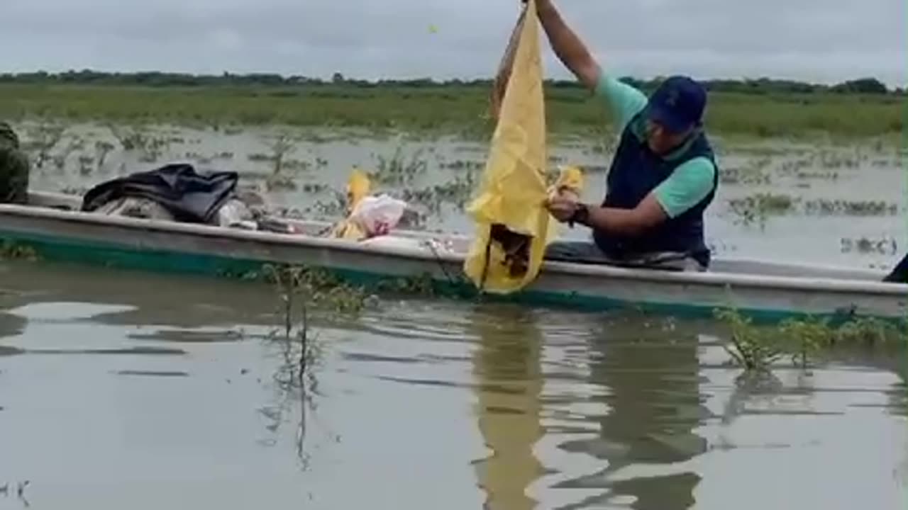 750 babillas fueron liberadas en cuerpos hídricos de Magangué