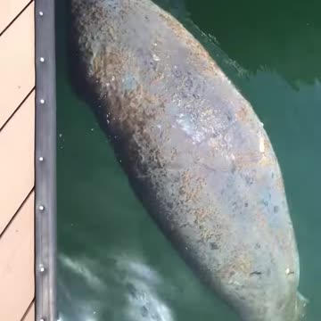 Tranquil Encounters: A Sleeping Manatee in Key West's Marina | Dolphin Watching Charter