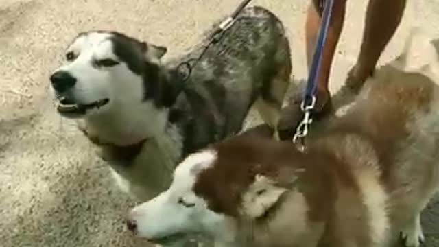 Husky dog lovers # short video