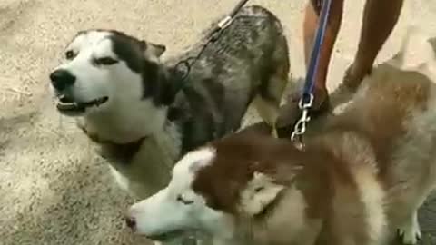 Husky dog lovers # short video