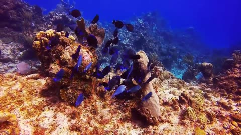 Amazing coral reefs and creatures