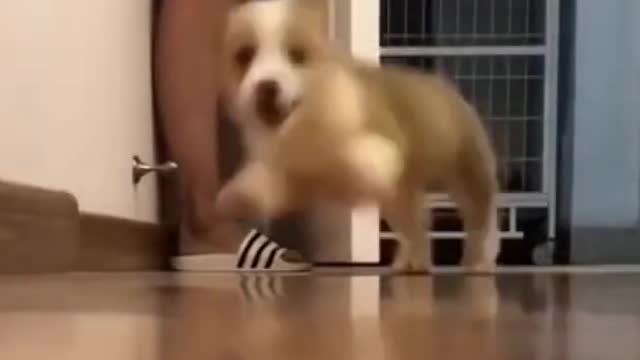 cute dogs barking and running