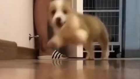 cute dogs barking and running