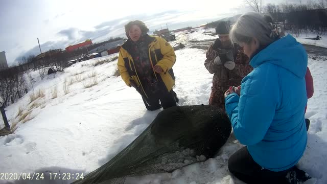 Dog Saved From Ice Floe After 2 Months Waiting For Owner 04