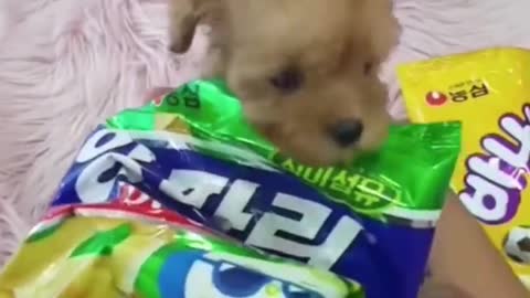 Super funny and cute dog