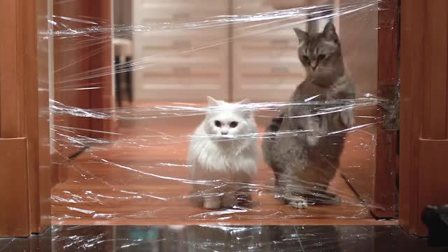 Cats vs Invisible Wall Compilation