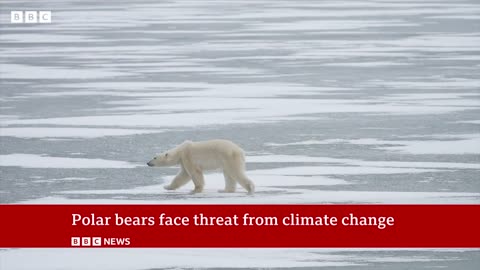 Polar bears face threat from climate change | BBC News