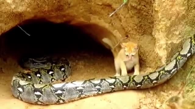 Replying to @dyw60aitam54aung Cats Vs Python😱#wildanimals #python #cat #animals