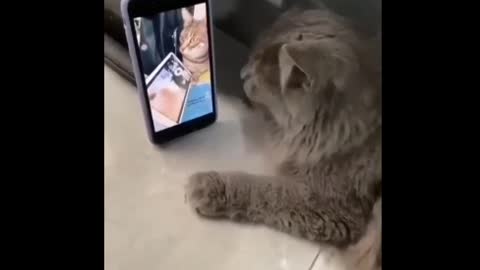 Cat likes the rhythm