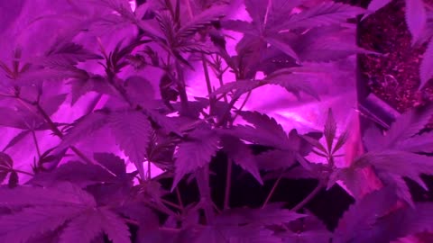 Batch # 6 of daddies growth journal