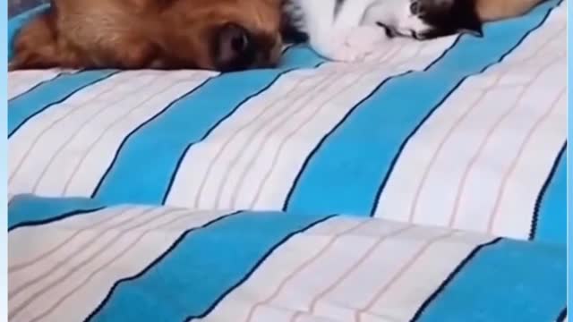 Cuddling Baby Dog #Funny #Video