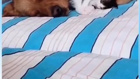Cuddling Baby Dog #Funny #Video