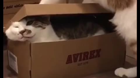 Funny cat video fun with friend