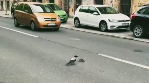 Bird save mouse