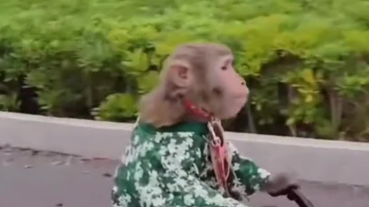 Very funny video👍👌😁😁😂😂😁😁😁🌷