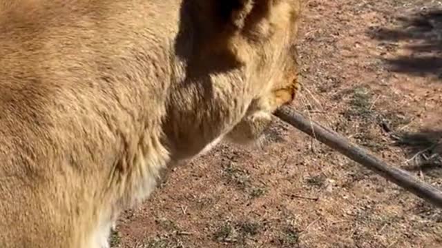 What's a lion doing with that in its mouth?