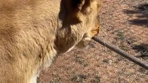 What's a lion doing with that in its mouth?