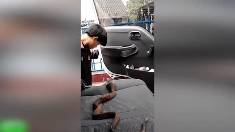 Man panics after finding snake in car