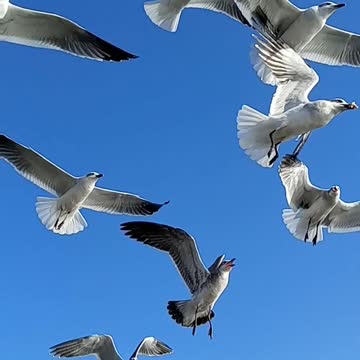 Talking With The Seagulls
