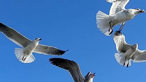 Talking With The Seagulls