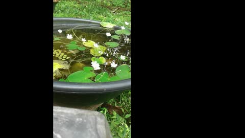 Beautiful aquatic flowers found in backyard