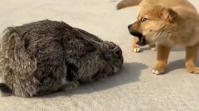 The little rabbit is afraid of being bullied by the dog